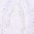 Rainkids Little Girls White  Rhinestone Virgin Mary Embroidery Baptism Dress 2-6 - SophiasStyle.com